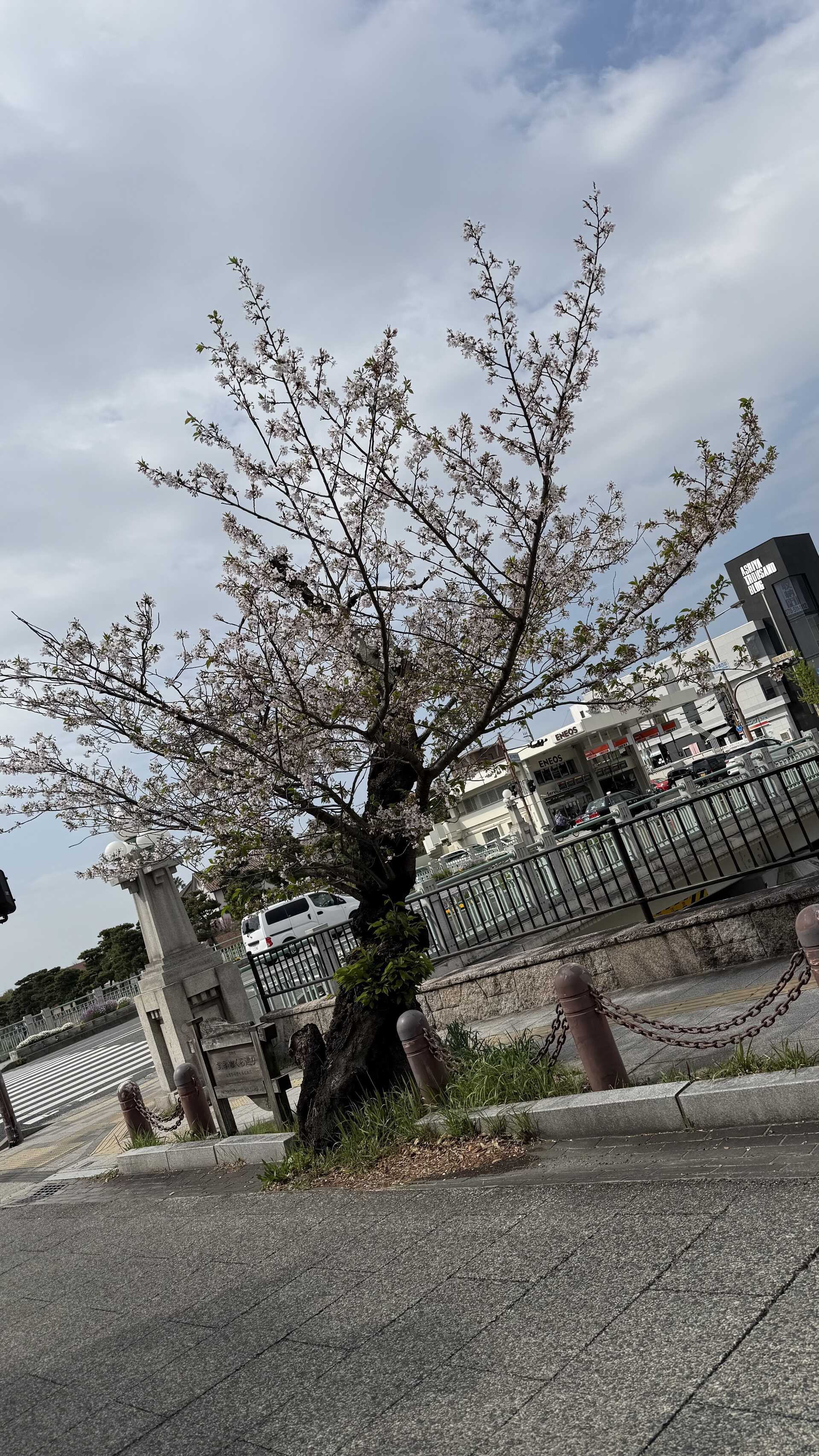 令和7年4月16日（水曜日）本日もランチ営業しております。